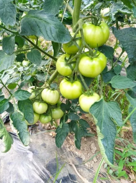 Grow Well Power λίπασμα καρπόδεσης 1lt βορίου ψευδαργύρου