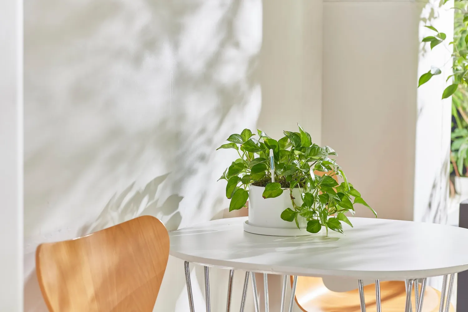 Click and Grow Watering Indicator M δείκτης υγρασίας