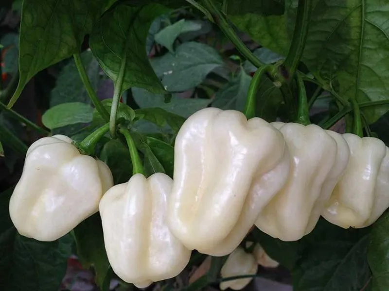 MyAgroMarket Habanero Bianco σπόροι καυτερής πιπεριάς 0,04g λευκοί
