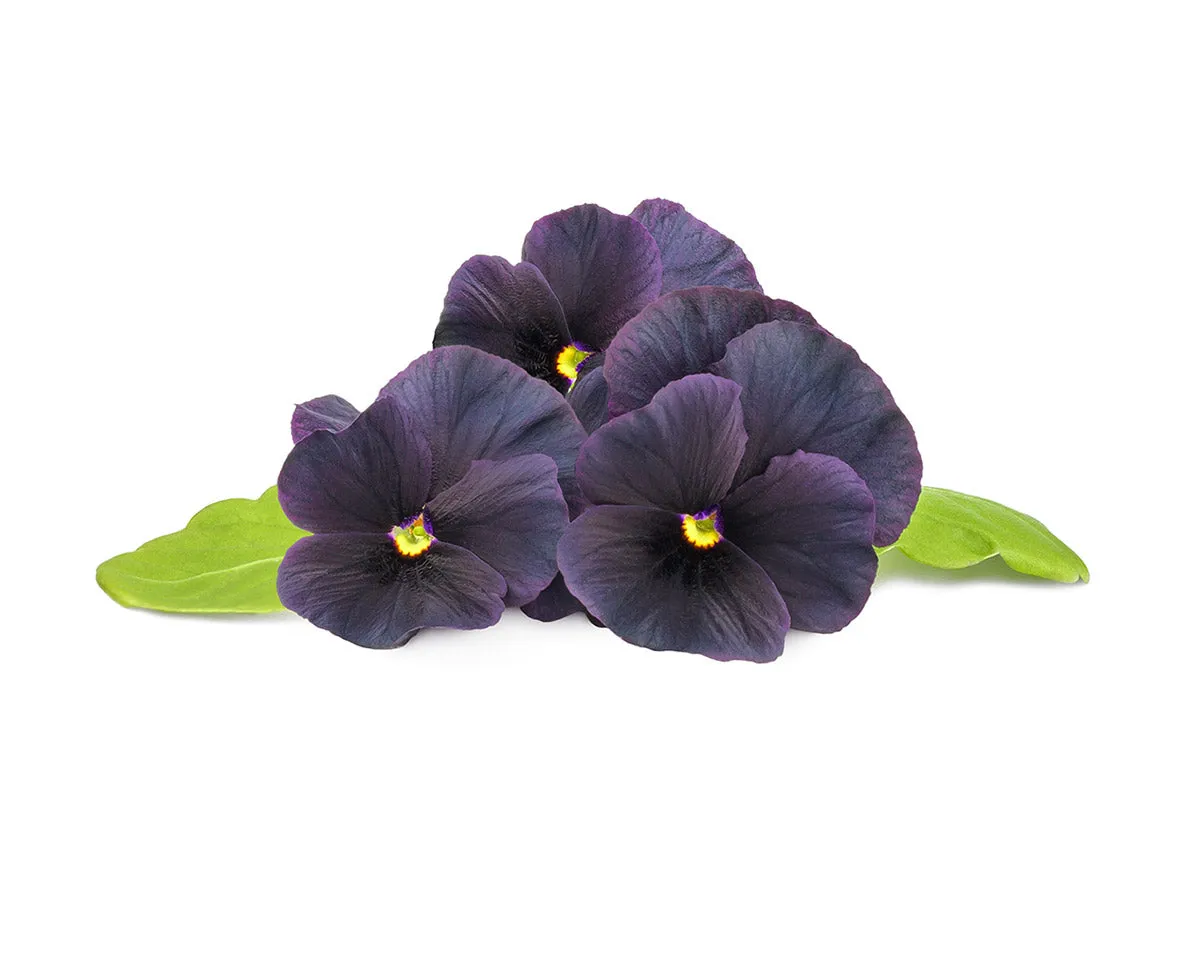 Click and Grow Black Pansy κάψουλες 30 τεμ μαύρος πανσές
