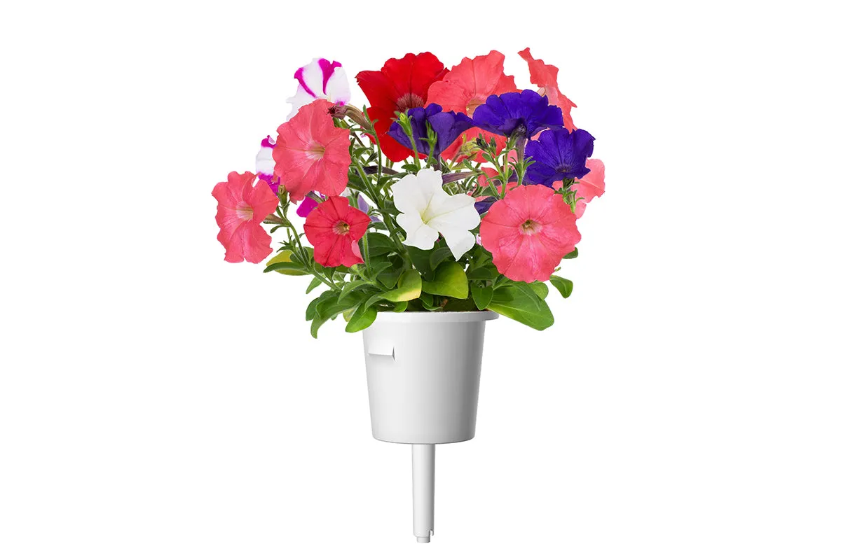 Click and Grow Petunia κάψουλες λουλουδιών 3 τεμ