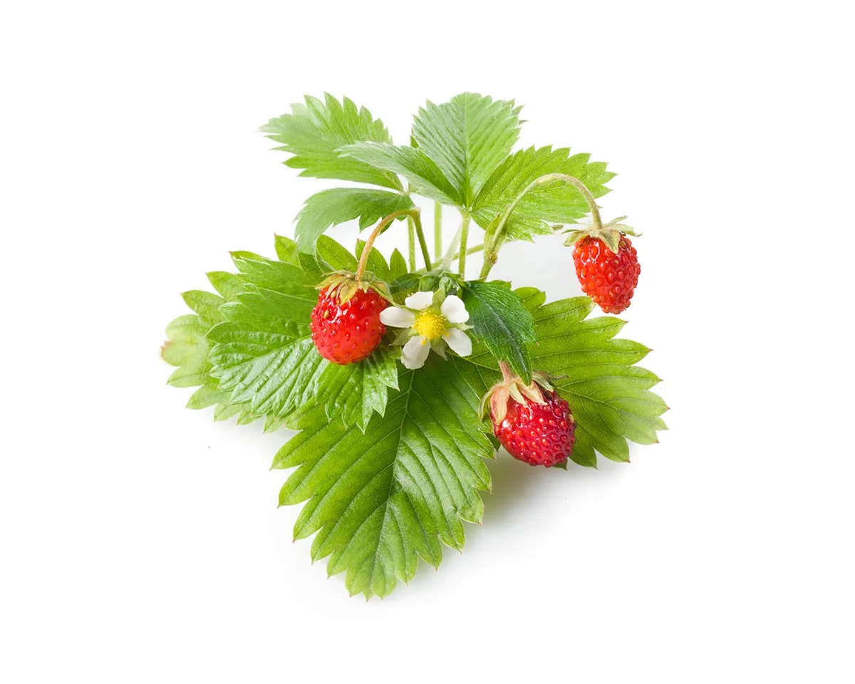 Click and Grow Wild Strawberry κάψουλες φράουλας 9 τεμ