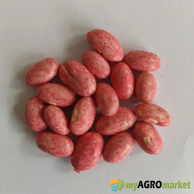 MyAgroMarket Atlanta φασόλι καθιστό σπόροι 40gr άϊνο