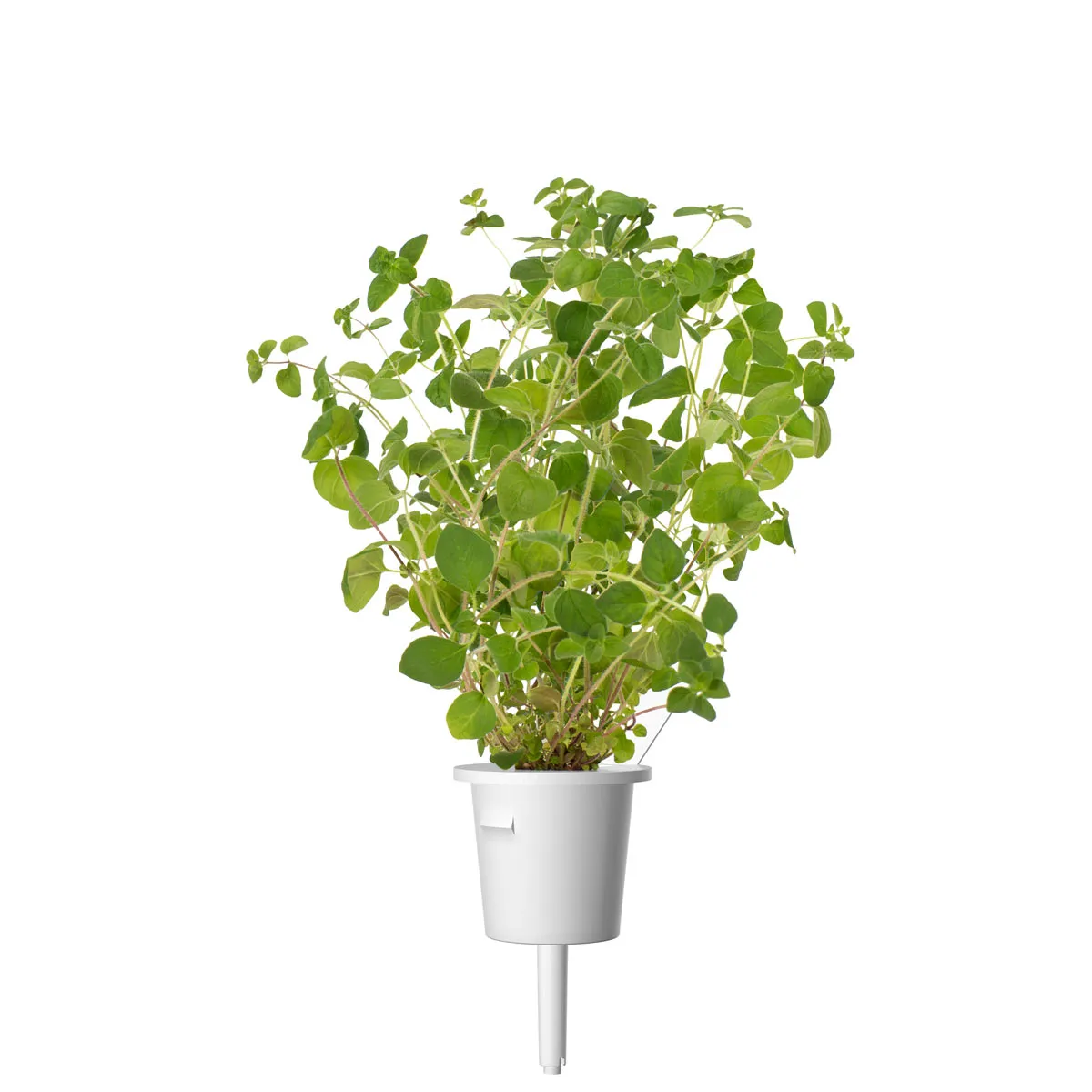 Click and Grow Ρίγανη κάψουλες φυτών 3 τεμ μεσογειακή
