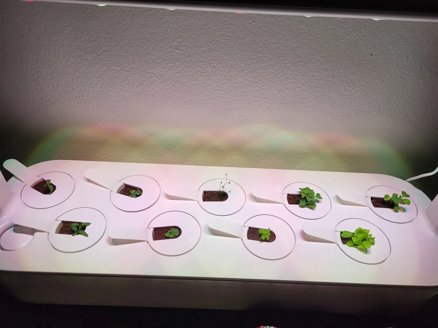 Click and Grow Βασιλικός κάψουλες 30 τεμ για πέστο