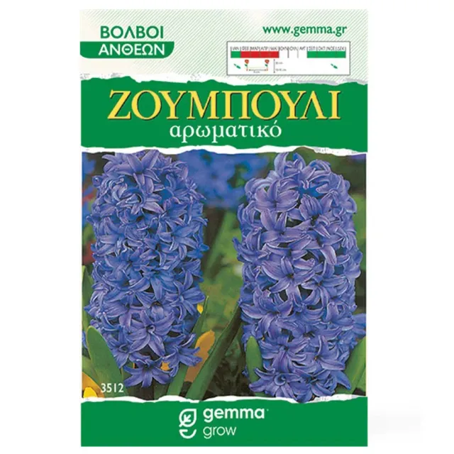MyAgroMarket Ζουμπούλι βολβοί μωβ 2 τεμ. αρωματικό