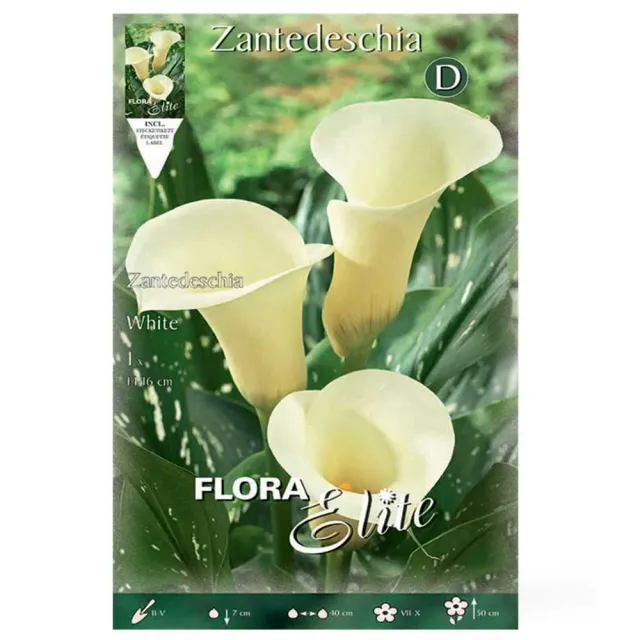 MyAgroMarket κάλλα λευκή 1 βολβός 14+ για γλάστρα