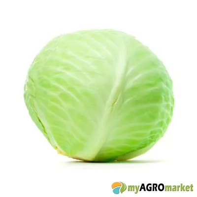 MyAgroMarket Alpha σπόροι λάχανου μαλακού 500gr μεσοπρώιμοι