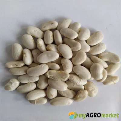 MyAgroMarket Helda σπόροι φασολιού αναρριχώμενοι 30gr πλατείς