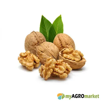 MyAgroMarket Chandler καρυδιά Καλιφόρνιας δενδρύλλιο 2 ετών