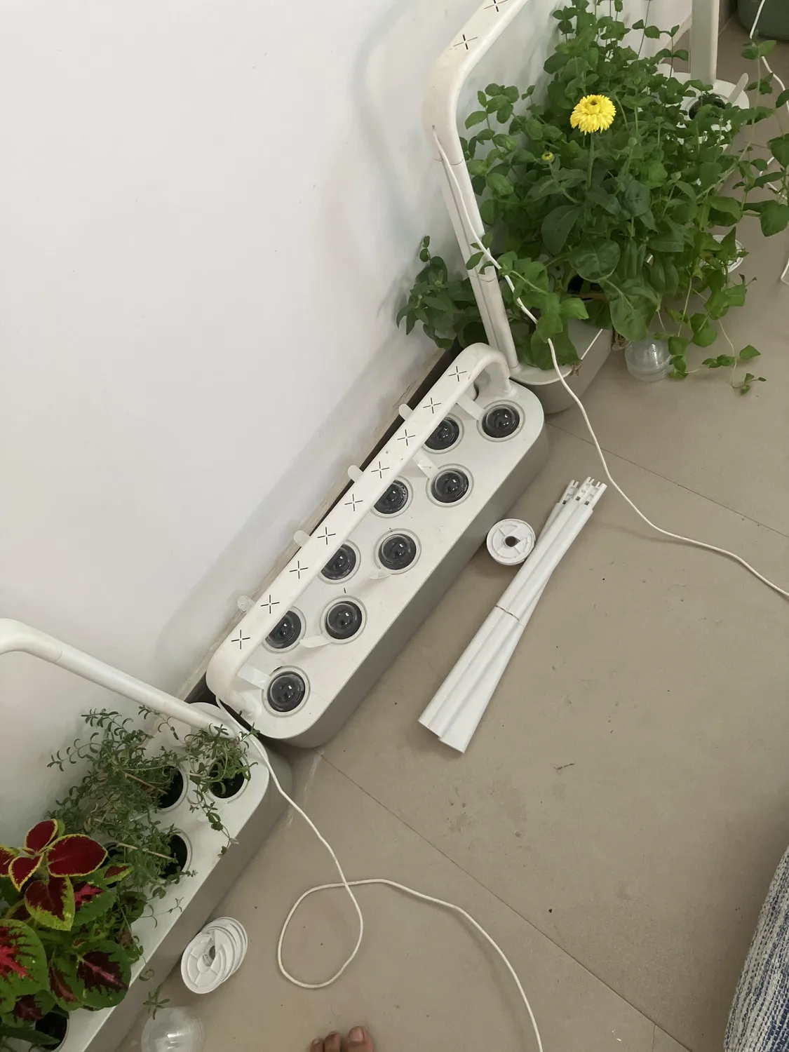 Click and Grow Βασιλικός κάψουλες 30 τεμ για πέστο