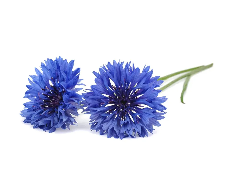 Click and Grow Cornflower κάψουλες λουλουδιών 3 τεμ