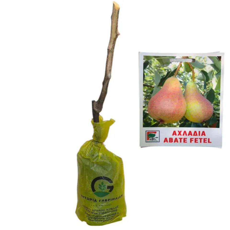 MyAgroMarket Αχλαδιά Αμπάτε Φέτελ δέντρο ημινάνο