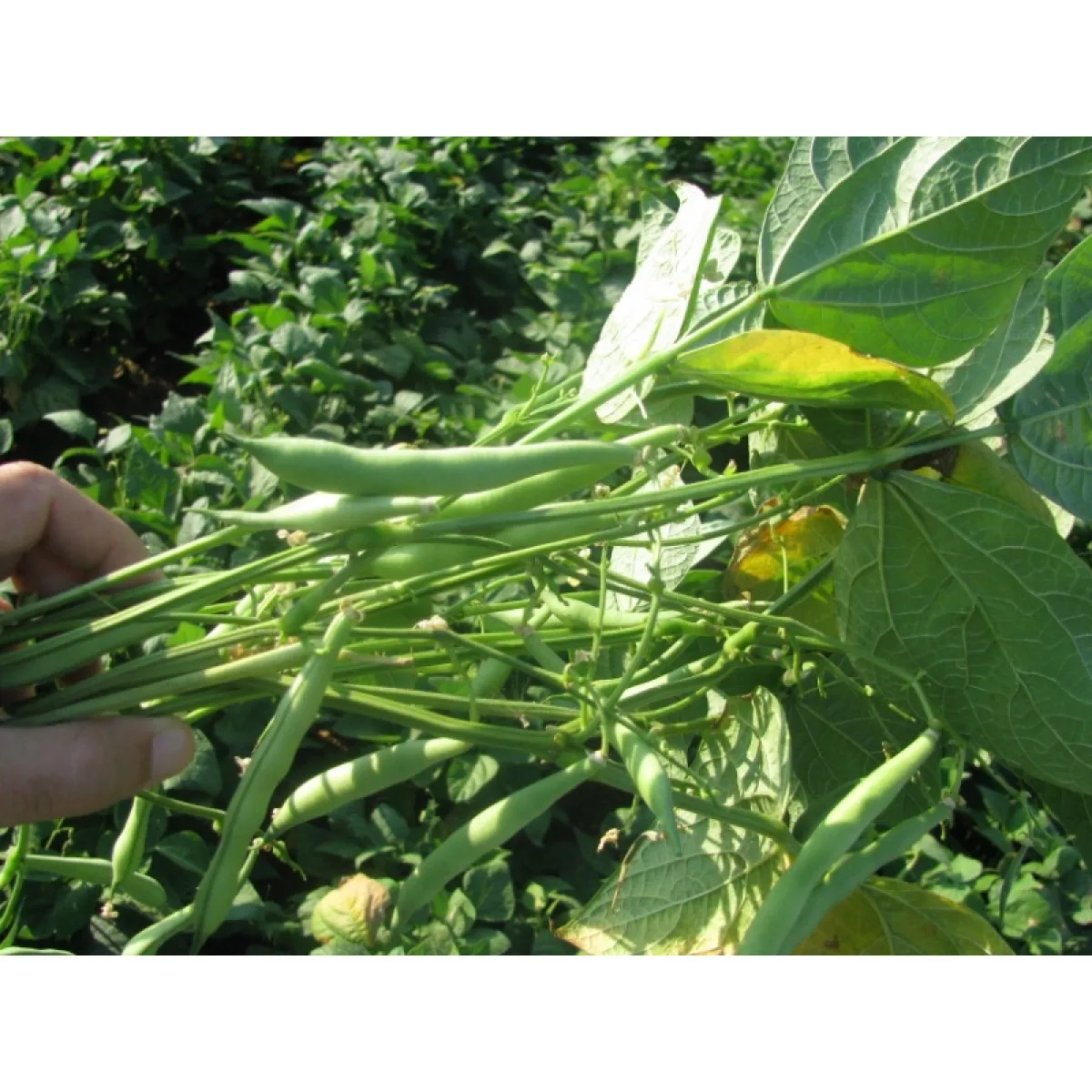MyAgroMarket Lingot σπόροι φασολιού για ξερό 25gr καθιστοί