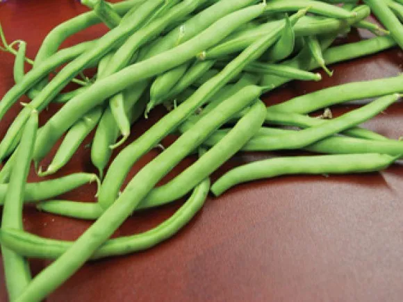 MyAgroMarket Malibu φασόλι τσαούλι σπόροι 100gr