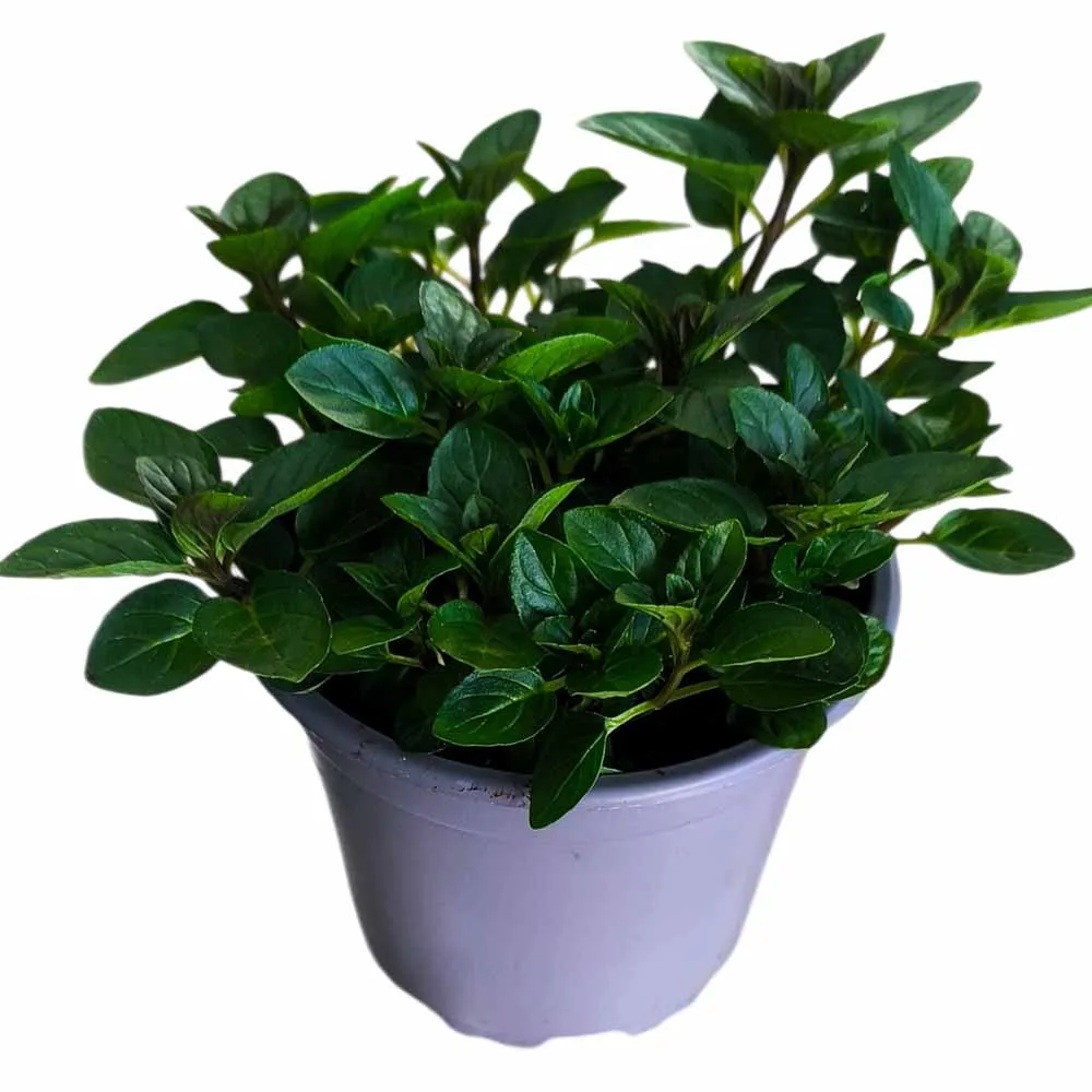 MyAgroMarket Mentha piperita φυτό μέντας γλάστρα 10εκ