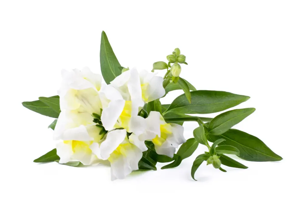 Click and Grow White Snapdragon κάψουλες 3 τεμ λευκό