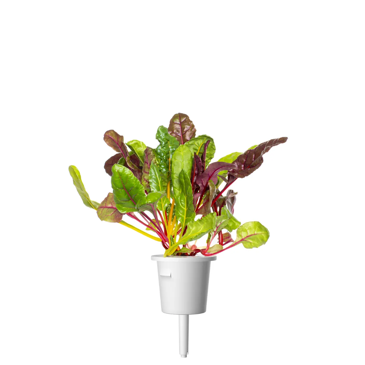 Click and Grow Rainbow Chard κάψουλες φυτών 9-pack