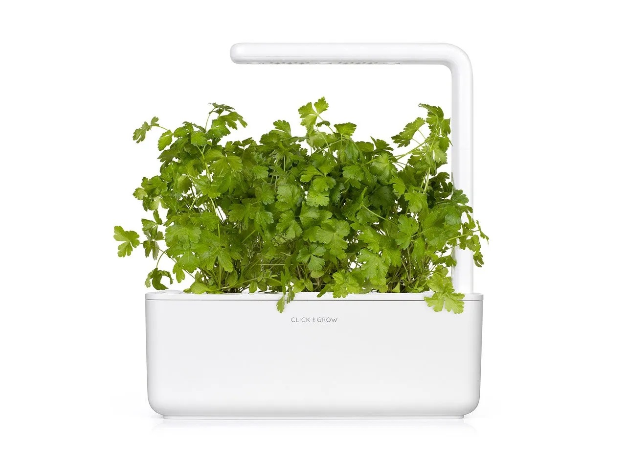Click and Grow μαϊντανός κάψουλες φυτών 3 τεμάχια φρέσκος