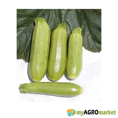 MyAgroMarket Κολοκύθι Jetta F1 Σπόροι Πρώιμο Ζωηρό