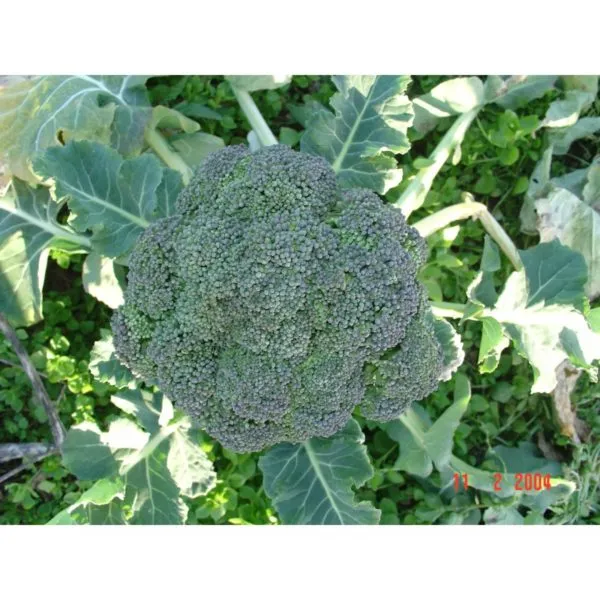 MyAgroMarket Calabrese Σπόροι Μπρόκολου 5gr Μεσοπρώιμοι