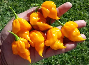 MyAgroMarket Trinidad Scorpion Giallo σπόροι πιπεριάς 7τεμ