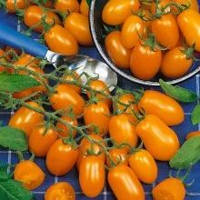 MyAgroMarket Datlo F1 σπόροι τοματίνι πορτοκαλί 10 τεμ.