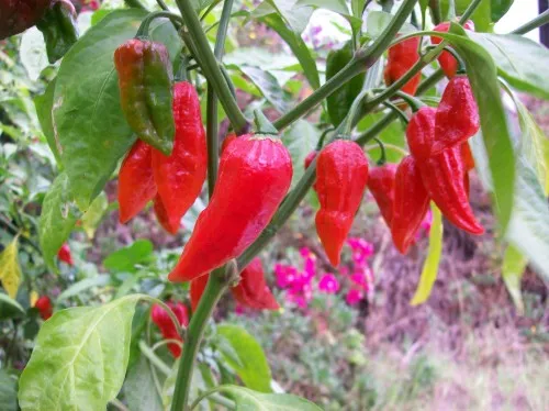 MyAgroMarket Naga Morich πιπεριά 15 σπόροι καυτερή