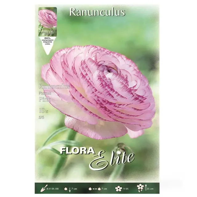 MyAgroMarket Picotee pink νεραγκούλα δίχρωμη 10 βολβοί