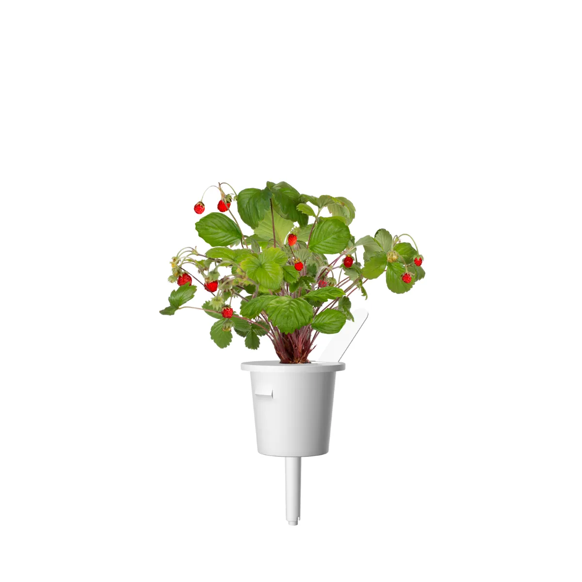 Click and Grow Wild Strawberry κάψουλες φράουλας 9 τεμ
