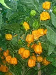 MyAgroMarket Trinidad Scorpion Giallo σπόροι πιπεριάς 7τεμ