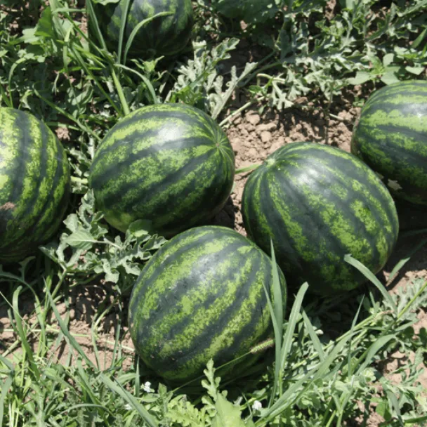 MyAgroMarket Bostana F1 σπόροι καρπουζιού 1000 τεμ