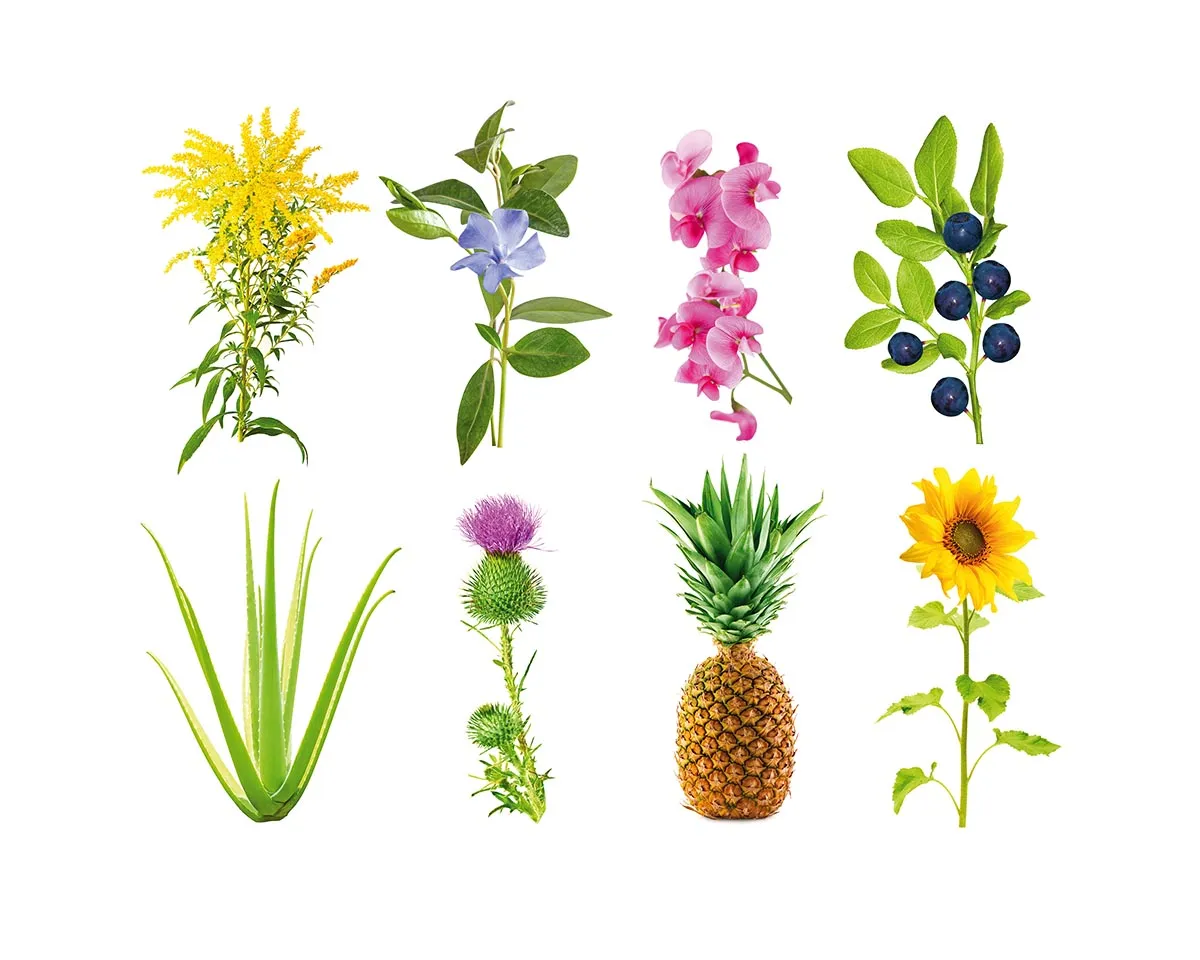 Click and Grow Grow Anything κάψουλες χώματος χωρίς σπόρους 9 τεμ