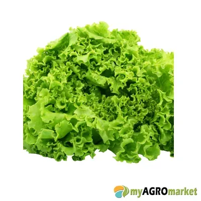 MyAgroMarket Manchester Μαρούλι Φυτό Δίσκος 240 Θέσεων