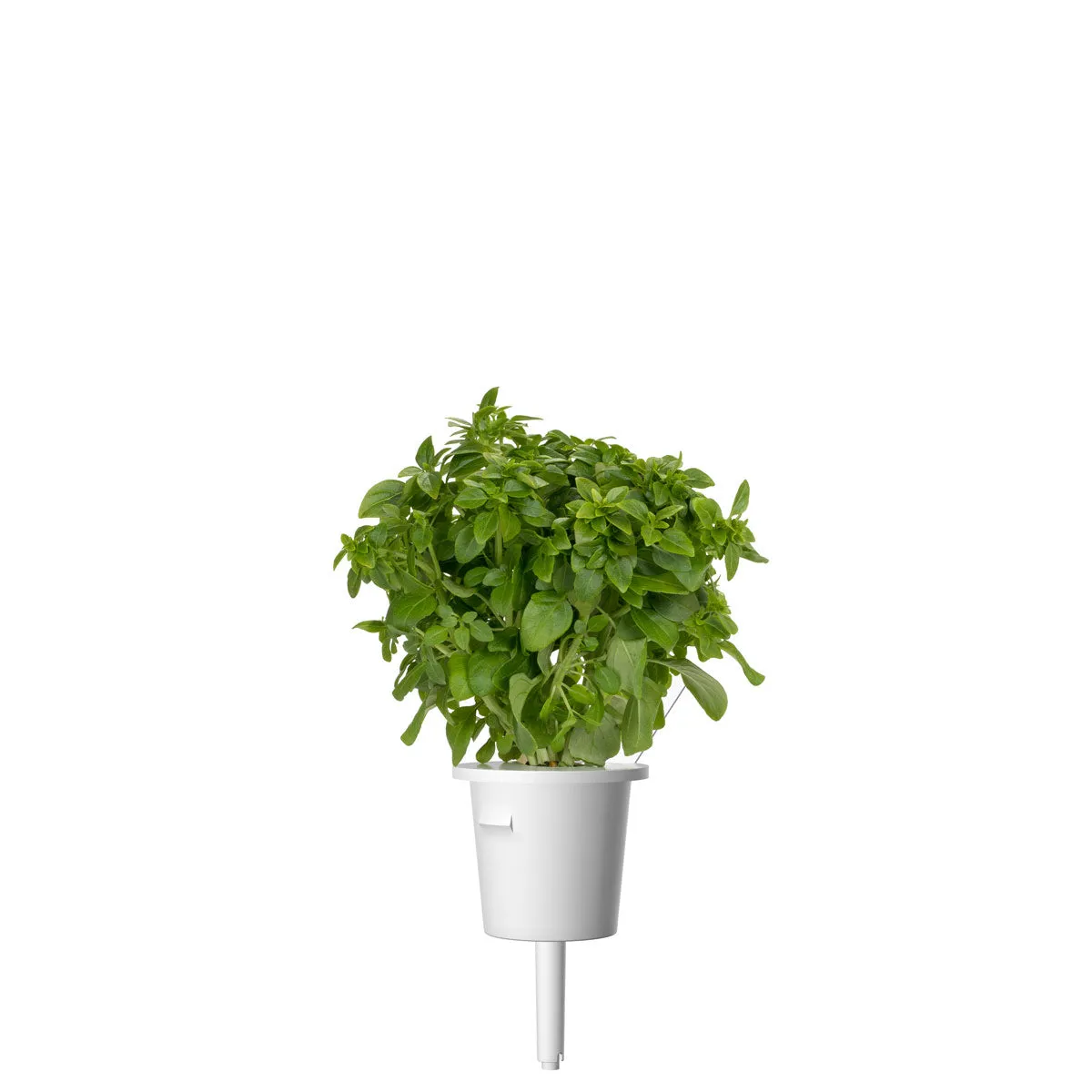 Click and Grow Greek Basil κάψουλες 3-pack συμπαγές