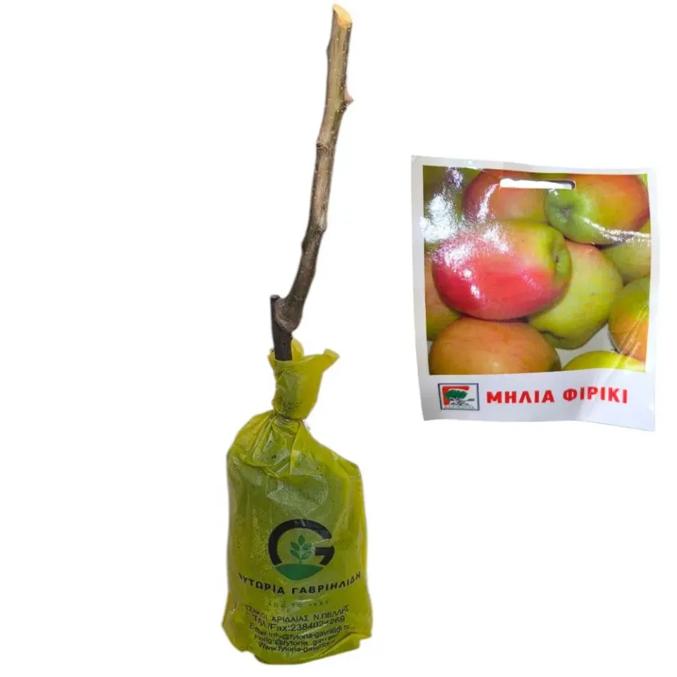 MyAgroMarket Φιρικιά μηλιά δέντρο εμβολιασμένο ημινάνο