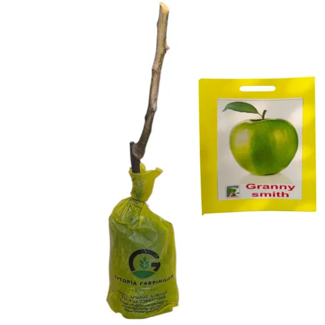 MyAgroMarket Granny Smith δεντρο μηλιάς ξινόμηλο ημινάνο