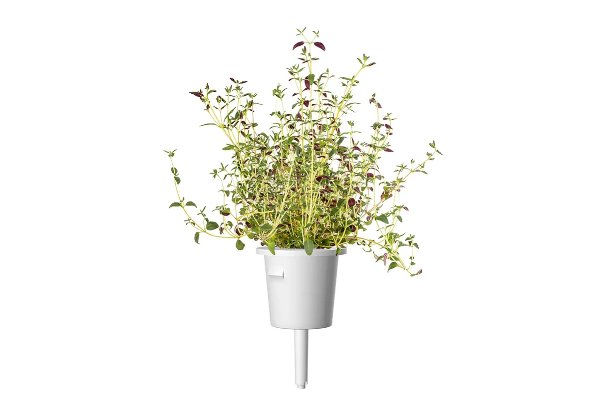 Click and Grow Thyme κάψουλες φυτών 3-pack μαγειρικής