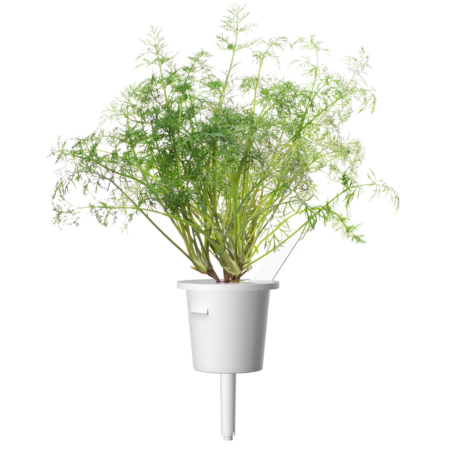 Click and Grow Dill κάψουλες φυτών 3 τεμ μυρωδικό