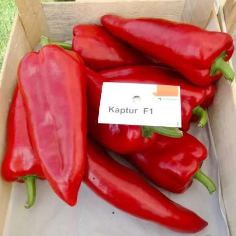 MyAgroMarket Πιπεριά Φλωρίνης Kaptur F1 Σπόροι 10τμχ
