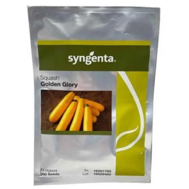 Syngenta Golden Glory F1 σπόροι κολοκυθιού κίτρινοι 500 τεμ