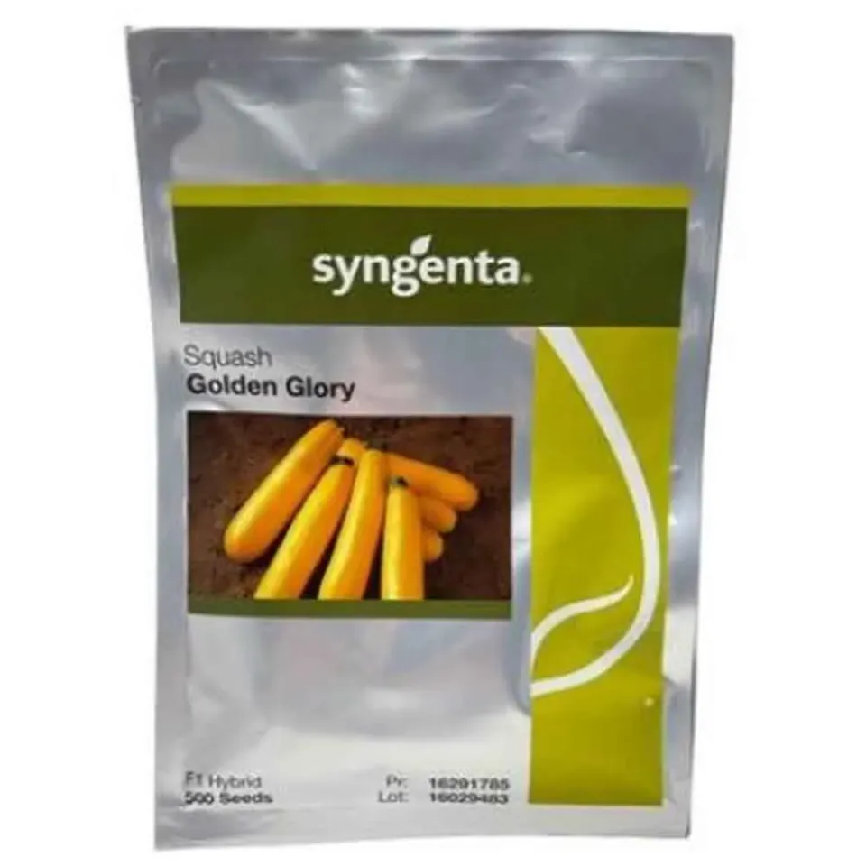 Syngenta Golden Glory F1 σπόροι κολοκυθιού κίτρινοι 500 τεμ