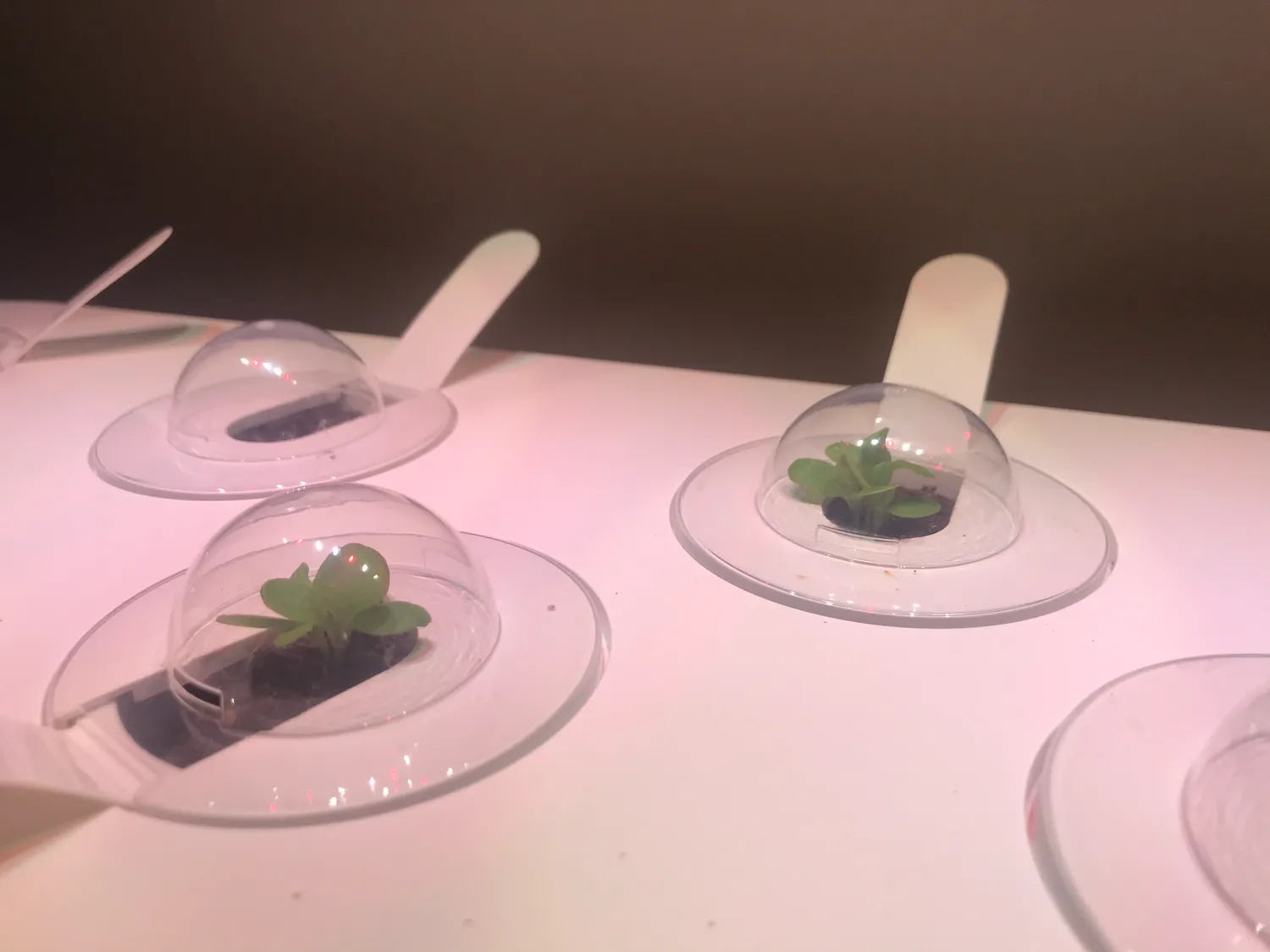 Click and Grow Βασιλικός κάψουλες 30 τεμ για πέστο