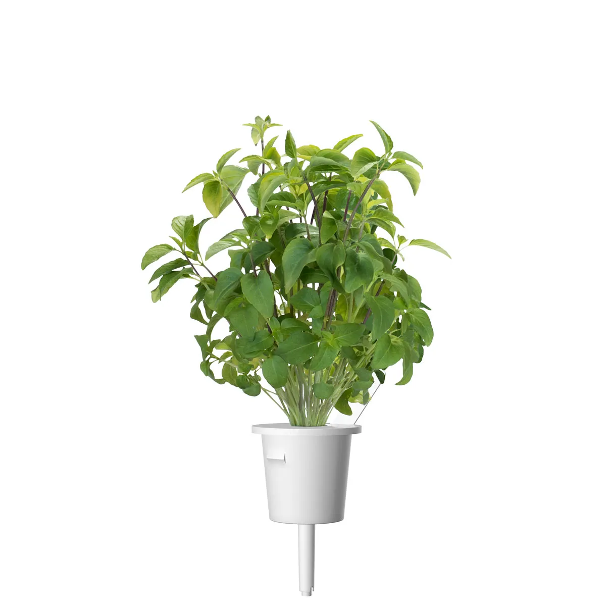 Click and Grow Thai Basil κάψουλες φυτών 3 τεμαχίων γλυκό