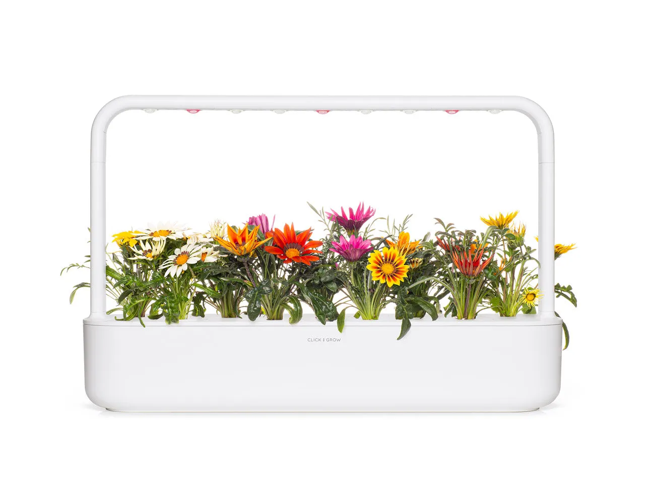 Click and Grow Gazania κάψουλες λουλούδι 3 τεμ πολύχρωμο