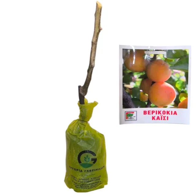 MyAgroMarket Βερικοκιά Καϊσιά δέντρο εμβολιασμένο γλυκό
