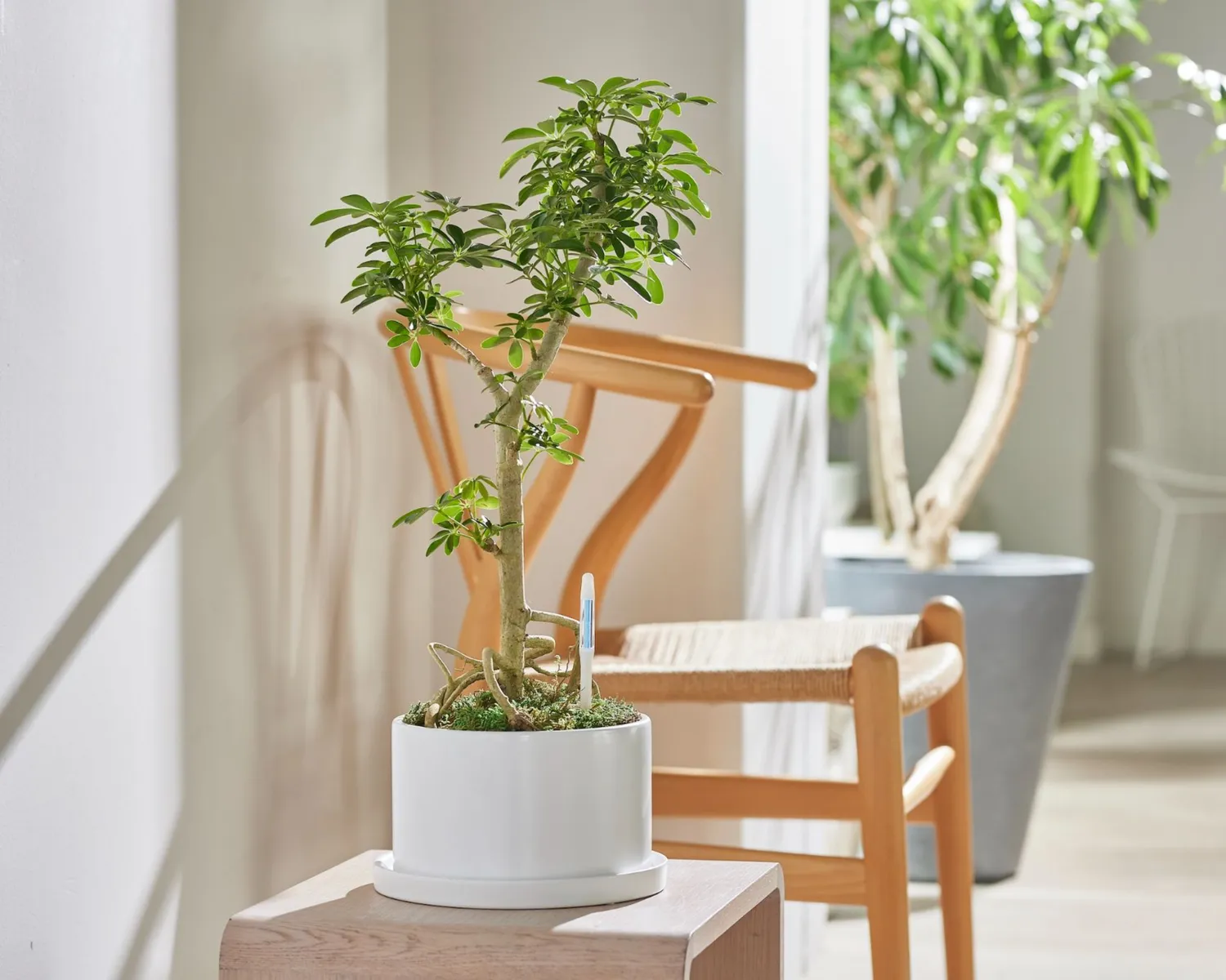 Click and Grow δείκτης ποτίσματος L πλαστικός