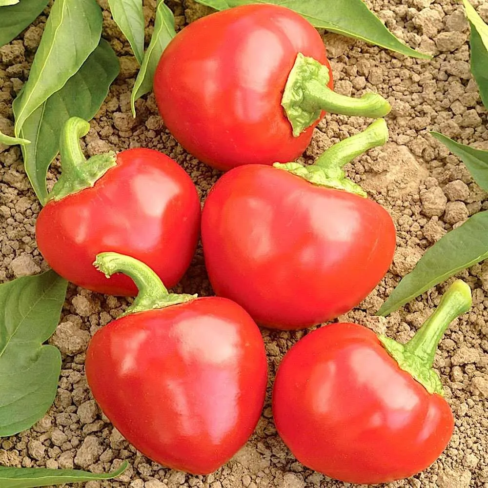 MyAgroMarket Piccante Tondo Calabrese σπόροι καυτερής πιπεριάς