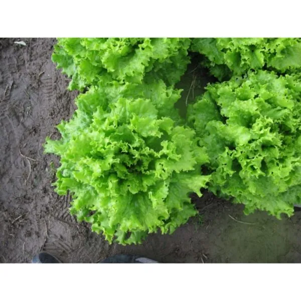 MyAgroMarket μαρούλι σγουρό Magenta σπόροι 3gr batavia
