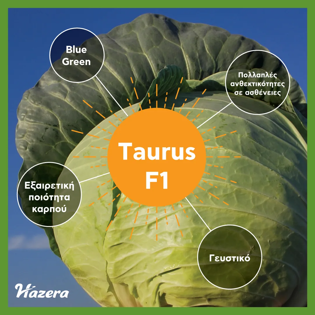 Hazera Taurus F1 Σπόροι Λάχανου Λευκού 2500 σπόροι
